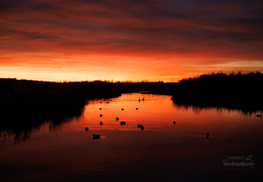 Federsee im Abendrot